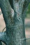 Acer pensylvanicum L.
