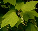 Acer pensylvanicum L.
