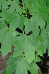 Acer platanoides L.