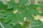 Acer platanoides L.