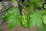 Acer platanoides L.