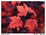 Acer rubrum L.