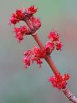 Acer rubrum L.