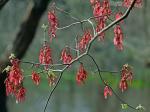 Acer rubrum L.