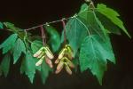 Acer rubrum L.