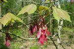 Acer rubrum L.