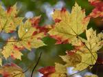Acer rubrum L.