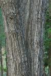Acer rubrum L.