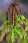 Acer rubrum L.