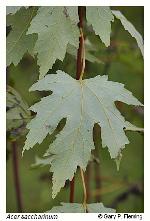 Acer saccharinum L.