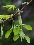 Acer saccharinum L.