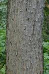Acer saccharinum L.