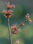 Acer saccharinum L.