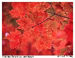 Acer saccharum Marshall