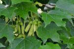 Acer saccharum Marshall