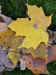Acer saccharum Marshall