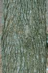 Acer saccharum Marshall