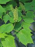 Acer spicatum Lamarck