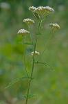 Achillea borealis Bongard