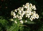Achillea borealis Bongard