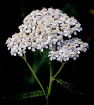 Achillea borealis Bongard