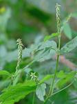 Achyranthes japonica (Miq.) Nakai var. hachijoensis Honda
