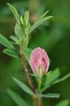 Acmispon helleri (Britt.) A.A. Heller