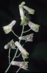 Aconitum reclinatum Gray
