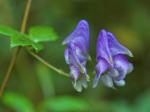 Aconitum uncinatum L.