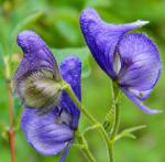 Aconitum uncinatum L.