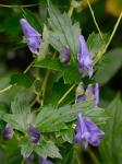 Aconitum uncinatum L.