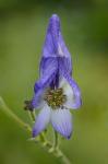Aconitum uncinatum L.