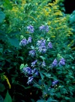 Aconitum uncinatum L.
