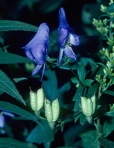 Aconitum uncinatum L.