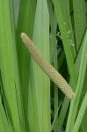 Acorus calamus L.