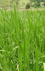 Acorus calamus L.