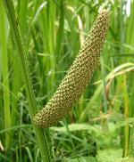 Acorus calamus L.