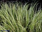 Acorus gramineus Sol. ex Aiton