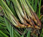 Acorus gramineus Sol. ex Aiton
