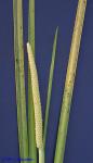 Acorus gramineus Sol. ex Aiton