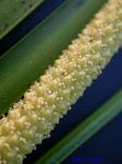 Acorus gramineus Sol. ex Aiton
