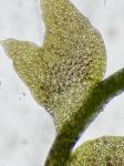 Acrobolbus ciliatus (Mitt.) Schiffn.
