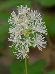 Actaea pachypoda Ell.