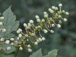 Actaea pachypoda Ell.