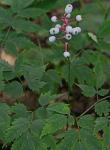 Actaea pachypoda Ell.