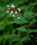 Actaea pachypoda Ell.