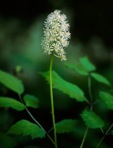 Actaea pachypoda Ell.