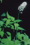 Actaea pachypoda Ell.