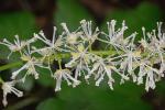 Actaea podocarpa DC.