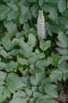 Actaea racemosa L.